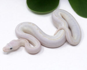 2-7B-Blue-Eye-Leucistic_2024_1-300x241 2-7B Blue Eye Leucistic_2024_1