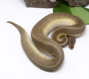 97-10A-Leopard-HGW-Pastave-Pin_2024_1-300x266 97-10A Leopard HGW Pastave Pin_2024_1