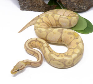 97-10C-Banana_2024_1-300x272 97-10C Banana_2024_1