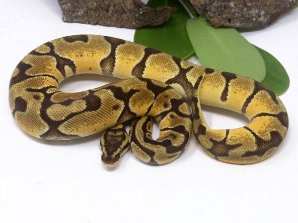 Enchi Pastel (Female)