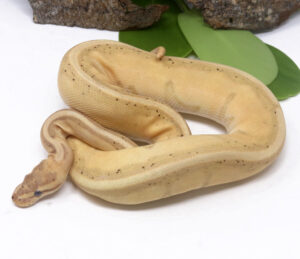 97-12B-Banana-Genetic-Stripe_2024_1-300x259 97-12B Banana Genetic Stripe_2024_1