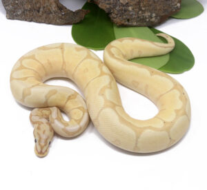 Banana Spider (Female) - Dynasty Reptiles