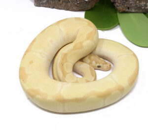 97-14A-Banana-Clown-Enchi_2024_1-300x266 97-14A Banana Clown Enchi_2024_1