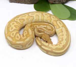 97-14B-Banana-Bongo-YB_2024_1-300x265 97-14B Banana Bongo YB_2024_1