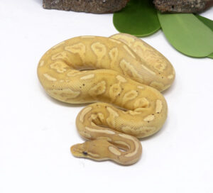 97-14C-Banana-Bongo-YB_2024_1-300x272 97-14C Banana Bongo YB_2024_1