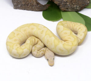 97-15A-Banana-Clown-Pastel_2024_1-300x268 97-15A Banana Clown Pastel_2024_1