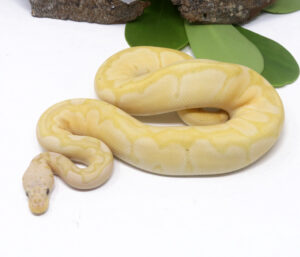 97-15B-Banana-Clown-Pastel_2024_1-300x257 97-15B Banana Clown Pastel_2024_1