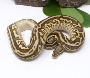 97-16B-Leopard-Pastel-Butter-YB_2024_1-300x260 97-16B Leopard Pastel Butter YB_2024_1