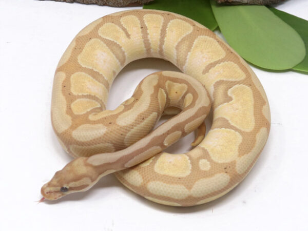 Banana Enchi (Female)
