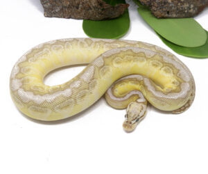 97-2A-Bongo-Queen-Bee_2024_1-300x250 97-2A Bongo Queen Bee_2024_1