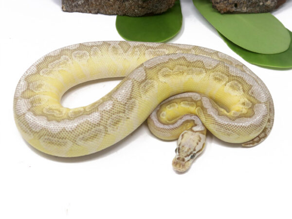 Bongo Queen Bee (Female)
