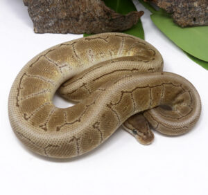 97-3A-Bongo-Spinner_2024_1-300x282 97-3A Bongo Spinner_2024_1