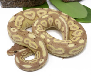 97-3C-Banana-Cinnamon_2024_1-300x265 97-3C Banana Cinnamon_2024_1