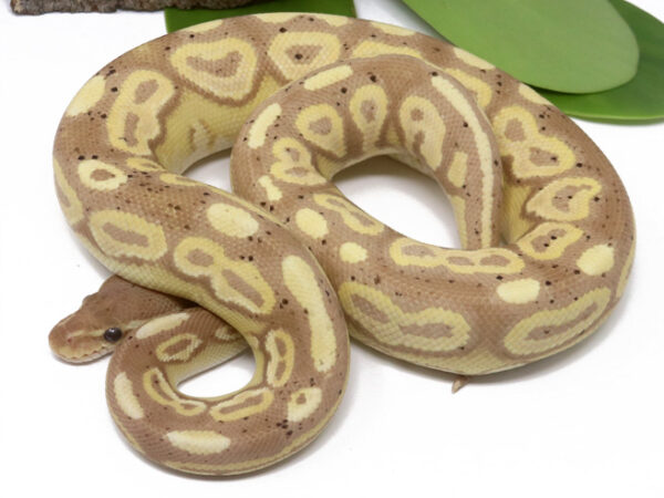Banana Cinnamon (Female)