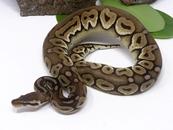 Pewter (Female)