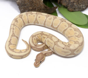 97-6B-Banana_2024_1-300x265 97-6B Banana_2024_1