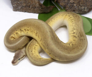 97-9C-Leopard-Super-Pastave-Pin_2024_1-300x252 97-9C Leopard Super Pastave Pin_2024_1