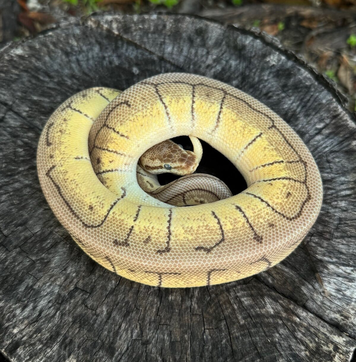 Spinner Blast Mojave (Female)