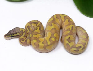 3-11C-Pastel-Butter-Enchi-Ghost_2024_1-300x231 3-11C Pastel Butter Enchi Ghost_2024_1