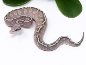 3-12A-GHI-Pastel-Butter-Ghost_2024_1-300x226 3-12A GHI Pastel Butter Ghost_2024_1