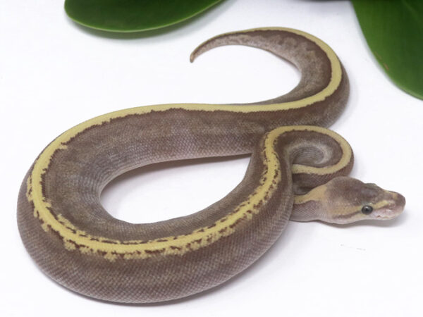 3-13B-GHI-Mojave-Pin-Fire_2024_1-600x450 Ball Pythons and other Reptiles for sale