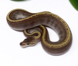 3-14A-GHI-Mojave-Pin_2024_1-300x253 3-14A GHI Mojave Pin_2024_1