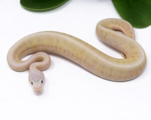 3-14B-GHI-Super-Blast-Fire_2024_1-300x238 3-14B GHI Super Blast Fire_2024_1