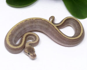 3-14C-GHI-Mojave-Pin-Fire_2024_1-300x243 3-14C GHI Mojave Pin Fire_2024_1