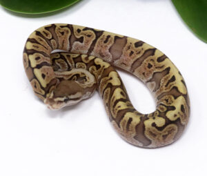 3-15A-GHI-HGW-Fire_2024_1-300x255 3-15A GHI HGW Fire_2024_1