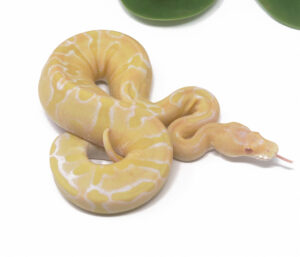 3-1B-Candino-Champagne-Leopard_2024_1-300x257 3-1B Candino Champagne Leopard_2024_1