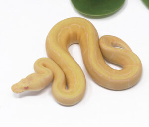 3-1C-Candino-Pin_2024_1-300x256 3-1C Candino Pin_2024_1