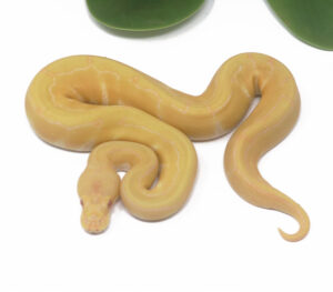 3-2C-Candino-Pin_2024_1-300x263 3-2C Candino Pin_2024_1