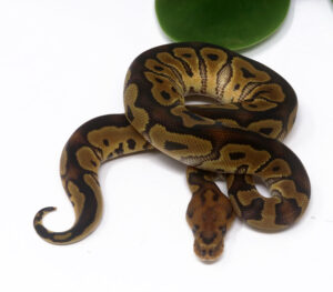 3-3B-Clown_2024_1-300x263 3-3B Clown_2024_1