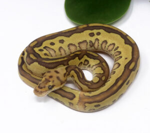 3-4A-Clown-Leopard-Butter_2024_1-300x267 3-4A Clown Leopard Butter_2024_1