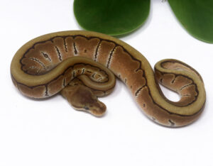 3-8A-HGW-Pin-Poss-Het-Tristripe_2024_1-300x234 3-8A HGW Pin Poss Het Tristripe_2024_1