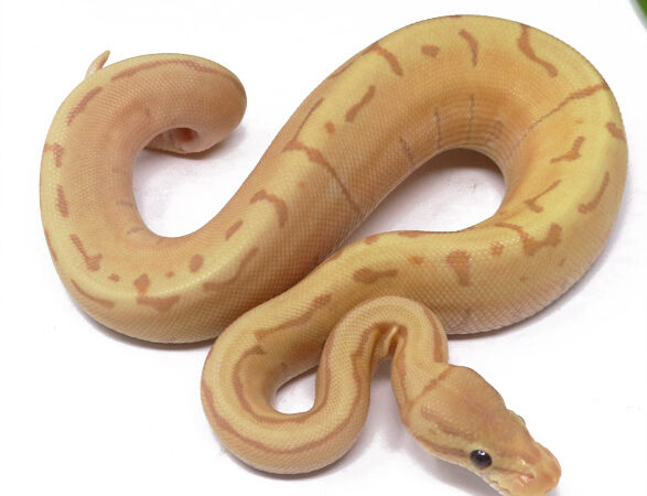 Banana Enchi Pin (Female)