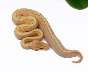 3-9C-Banana-Enchi-Pin_2024_1-300x246 3-9C Banana Enchi Pin_2024_1