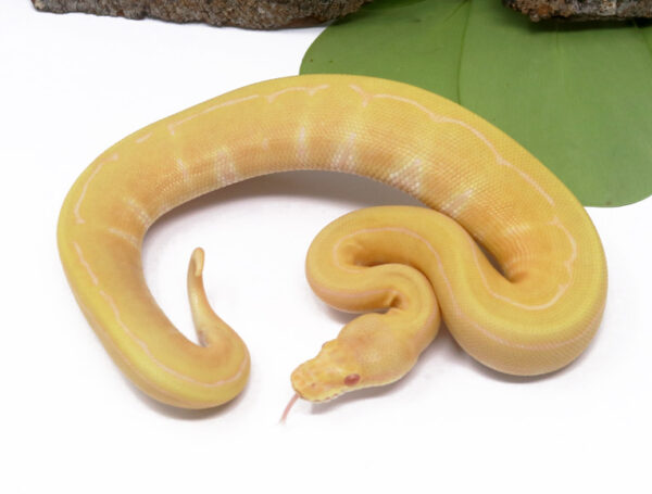 4-12A-Albino-Pin_2024_1-600x455 Ball Pythons and other Reptiles for sale