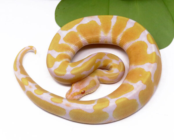 4-12B-Albino_2024_1-600x485 Ball Pythons and other Reptiles for sale