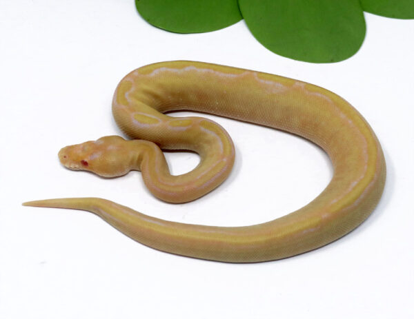 4-12C-Albino-Champagne_2024_1-600x463 Ball Pythons and other Reptiles for sale