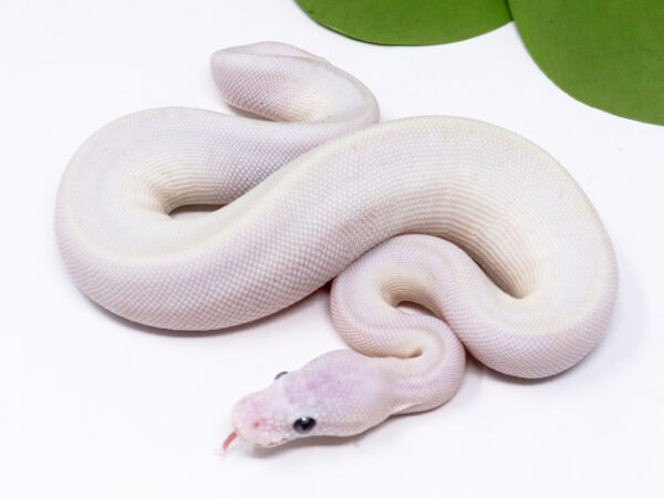 Blue Eye Leucistic (Female)