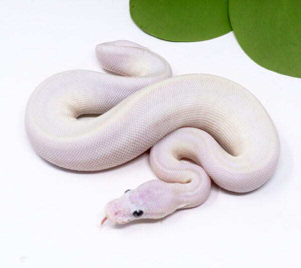 4-13A-Blue-Eye-Leucistic_2024_1-600x535 Ball Pythons and other Reptiles for sale