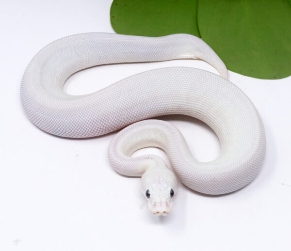 4-13B-Blue-Eye-Leucistic-Leopard_2024_1-600x518 Ball Pythons and other Reptiles for sale