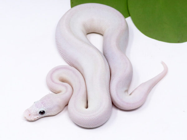 Blue Eye Leucistic (Male)