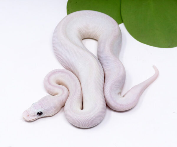 4-13C-Blue-Eye-Leucistic_2024_1-600x501 Ball Pythons and other Reptiles for sale