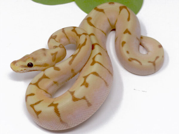 4-3A-Banana-Stinger-Bee_2024_1-600x450 Ball Pythons and other Reptiles for sale