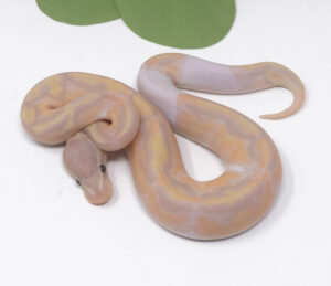 4-3B-Super-Banana-Pied_2024_1-300x259 4-3B Super Banana Pied_2024_1