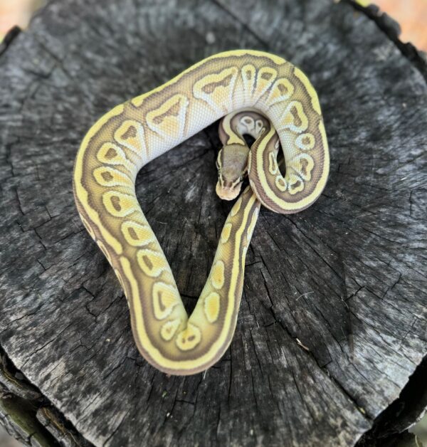 L3-1B-600x628 Ball Pythons and other Reptiles for sale