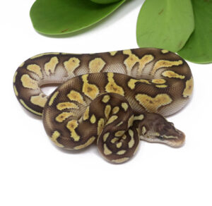 101-11A-Raven-Shatter-Pastel-Butter_2024_1-300x292 101-11A Raven Shatter Pastel Butter_2024_1