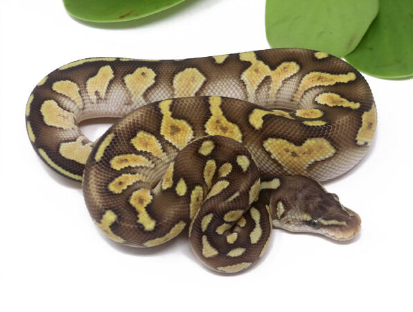 Raven Shatter Pastel Butter (Male)